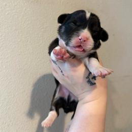 Thumper- Full Fluff - Black and tan male Pembroke Welsh Corgi puppy in Aberdeen, Washington from Coastal country Farms
