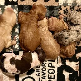 Too - Red  male Goldendoodle puppy in Mocksville, North Carolina from Little Bear Doodles