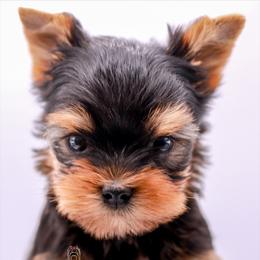 Yorkshire Terrier Puppies from Essence of Grace Yorkies