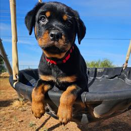 Boy 1 - Black and mahogany male Rottweiler puppy in Merkel, Texas from Stolz Rottweilers von Raiden