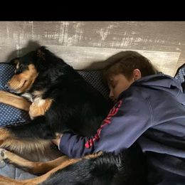 Australian Shepherd and Pomeranian All Grown Up from Willamette Valley Aussies