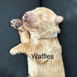 Waffles - Cream male Whoodle puppy in Pima, Arizona from Schmidt's K9s