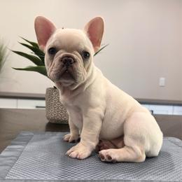 Cream - Cream female French Bulldog puppy in Smithfield, North Carolina from Roughneck Frenchies