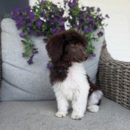 Pink girl - Parti female Poodle puppy in Travelers Rest, South Carolina from Hampshire Hill’s Standard Poodles