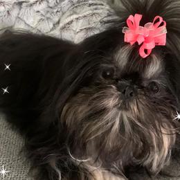 Shih Tzus from Fran's Shih Tzus