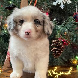 Rhysand - American Corgi puppy from Weatherby’s Corgis
