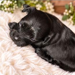 Loretta Lynn - Black female Shihpoo puppy in Delphos, Ohio from Route 66 Puppies