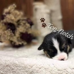 Pembroke Welsh Corgi Puppies from Top-Notch Paws