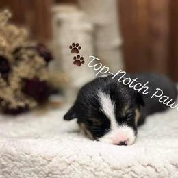 Pembroke Welsh Corgi Puppies from Top-Notch Paws