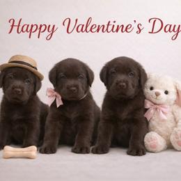 Labrador Retriever puppies from Oksana's Labrador Retrievers