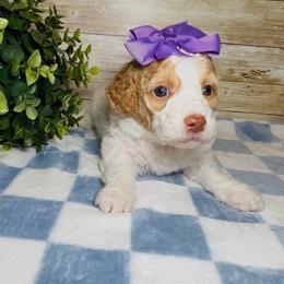 Dallas - Parti female Goldendoodle puppy in Litchfield, Connecticut from Gracie Doodles CT