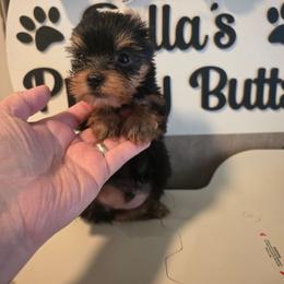 Olaf - Black and gold male Yorkshire Terrier puppy in Clermont, Florida from Bella's Prissy Butts