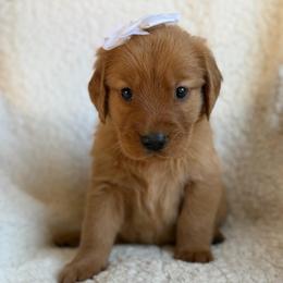 Aspen - Girl - Dark golden female Golden Retriever puppy in La Verne, California from 4LoveofGoldens