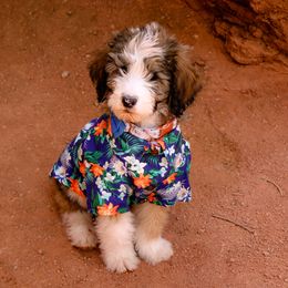 Sheepadoodle Puppies from Kings Doodles