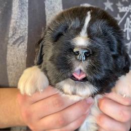 Newfoundland Puppies from Black Lions Newfoundlands