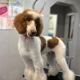 Carter - Poodle