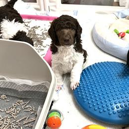 Poodle Puppies from Apricity Poodles