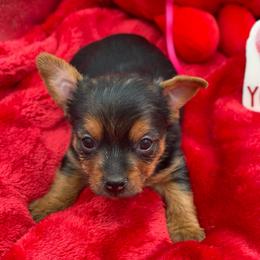 Maelee-yellow 1500 - Black and tan female Yorkshire Terrier puppy in Douglas, Georgia from Heartland small breeds