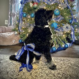 Sammy - Aussiedoodle