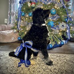Sammy - Aussiedoodle