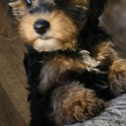 Poodle, Yorkipoo, and Yorkshire Terrier Puppies from Sonshine Yorkies