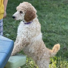 Poodles from Sunshine’s Standard Poodles