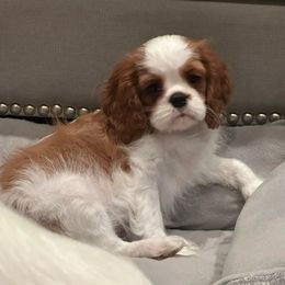 Polly - Blenheim female Cavalier King Charles Spaniel puppy in Houston, Texas from Valera Cavaliers