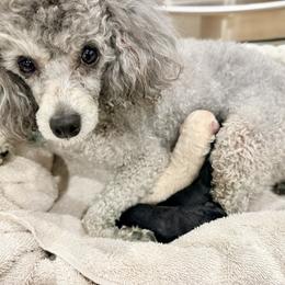 Poodle Puppies from Fido Dei Poodles