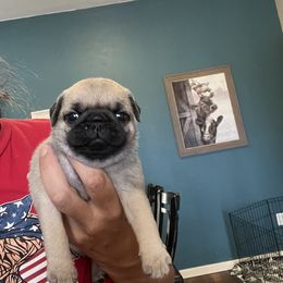 Girl 3 - Fawn female Pug puppy in Chino Valley, Arizona from Blecker Kennel