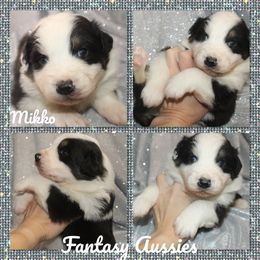 Mikko - Black tri-color male Australian Shepherd puppy in Anna, Texas from Fantasy Pomeranians & Fantasy Aussies