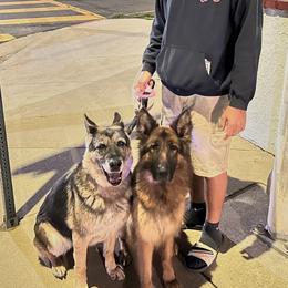 German Shepherd Puppies from Von Gonzalez Kennel