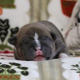 Orange Collar - Blue male American Bully puppy in Easton, Maryland from Night Court Bullies
