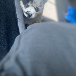 Pomsky Puppies from The Pomsky‘s Palace