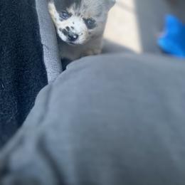 Pomsky Puppies from The Pomsky‘s Palace