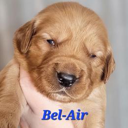 Bel Air - Dark golden male Golden Retriever puppy in Scurry, Texas from 07 Seven Oaks Goldens and Doodles
