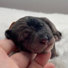 Memphis - Merle male Bernedoodle puppy in Claremont, North Carolina from Magnolia Grove Farms