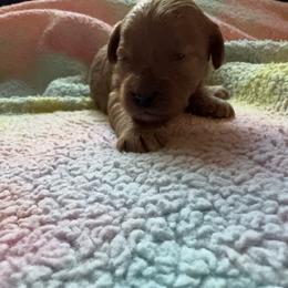 Jingles - Red female Cavapoo puppy in Gainesville, Florida from Alyssa Xxweetdoodles