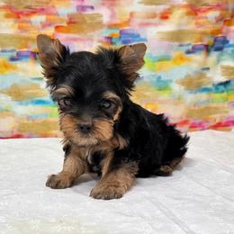 Teddy SMALL - Blue and gold male Yorkshire Terrier puppy in Monticello, Iowa from Ashley’s Puppies