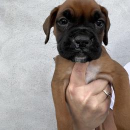 Boxer Puppies from Reynolds Homestead Boxers