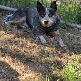 Twister - Blue female Australian Cattle Dog puppy in Red Bluff, California from 3R Ranch / Australian cattle dogs