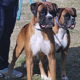 Boxers from Osda Boxers