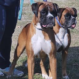 Boxers from Osda Boxers