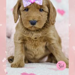 Charish - Red female Australian Labradoodle puppy in Redding, California from Shasta Royal Monroe Puppies