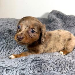 Lexus - Dapple female Dachshund puppy in Arab, Alabama from Cantrell’s Dachshund Den