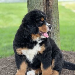 Bernese Mountain Dog and Pembroke Welsh Corgi Puppies from Highland Meadows