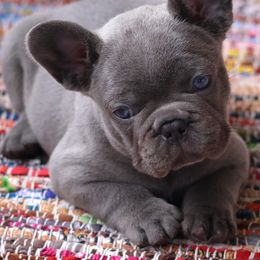 French Bulldog Puppies from Moss Frenchie's Home