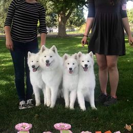 Samoyeds from Long Run Samoyeds
