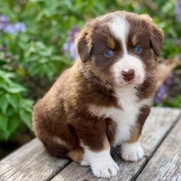 Red Tri Girl 2 - Red tri-color female Australian Shepherd puppy in Wauneta, Nebraska from 4H Aussies
