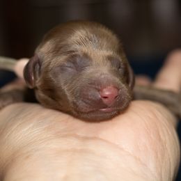 Ginger - Chocolate female Dachshund puppy in Mesa, Arizona from Dach Army LLC
