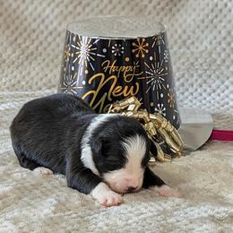 Lainey - Black tri-color female Australian Shepherd puppy in Falcon, Missouri from Edge Farm LLC